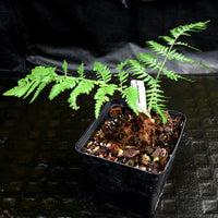 Cibotium barometz, Tree Fern