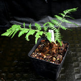 Cibotium barometz, Tree Fern
