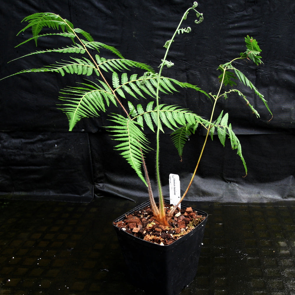 
                      
                        Cibotium barometz, Golden Chicken Fern, Woolly Fern
                      
                    