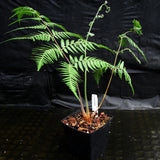 Cibotium barometz, Tree Fern