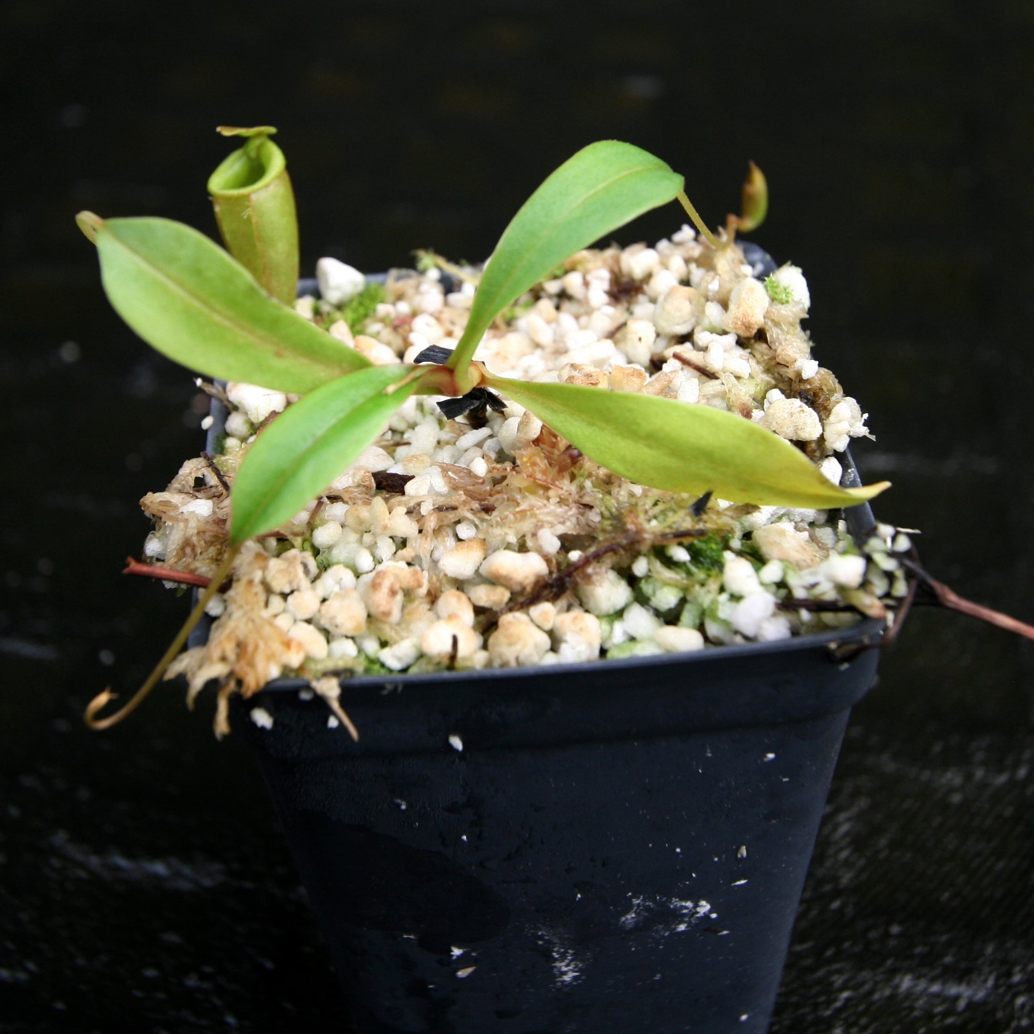Nepenthes flava BE-3652 – Carnivero