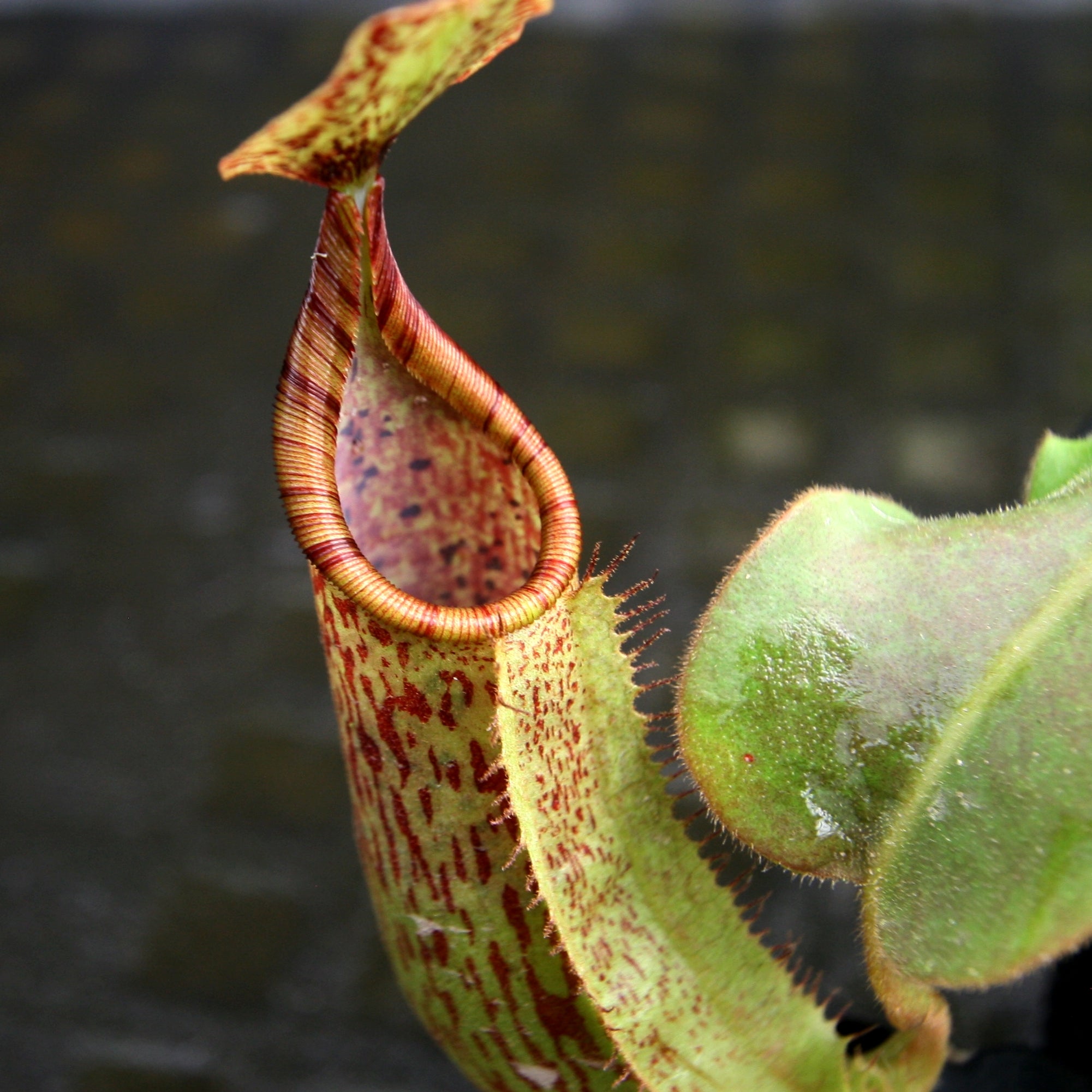 Nepenthes veitchii 