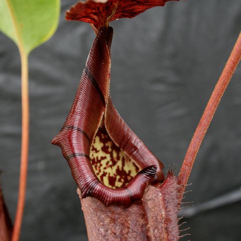 Nepenthes robcantleyi x burbidgeae BE-3935 with a large burgundy pitcher and yellow spotted interior.