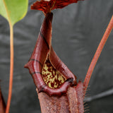 Nepenthes robcantleyi x burbidgeae BE-3935