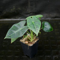 Alocasia 'Frydek', Green Velvet Alocasia Elephant Ear