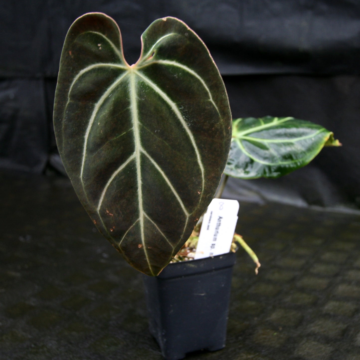 anthurium besseae aff dark form Anthurium sp. nov Darién (besseae aff.) – Carnivero