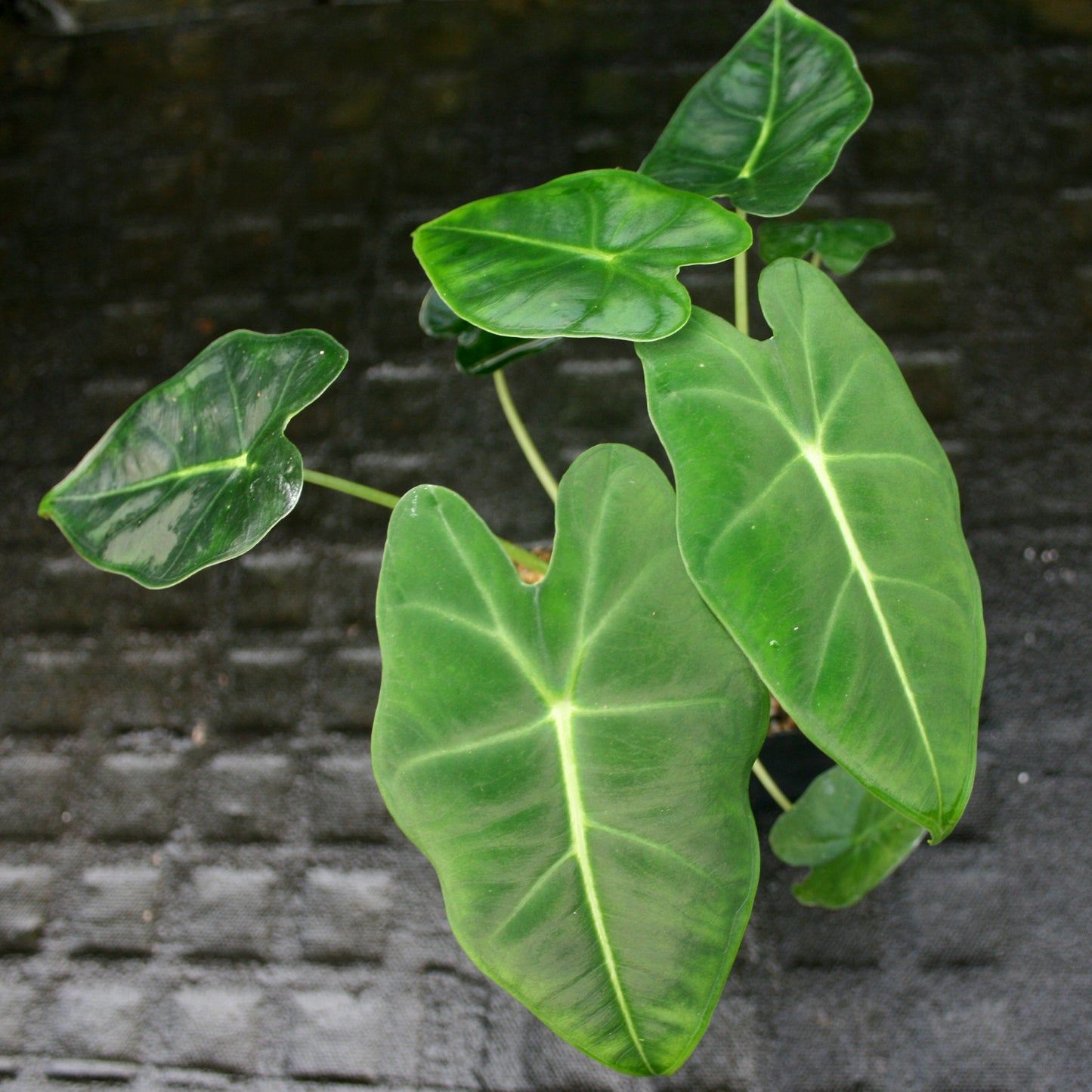 alocasia plant frydek elephant ear Alocasia 'Frydek', Green Velvet Alocasia Elephant Ear – Carnivero