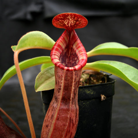 Redonkulas Nepenthes pitcher with tall red maroon body and bright striped peristome in a black pot.