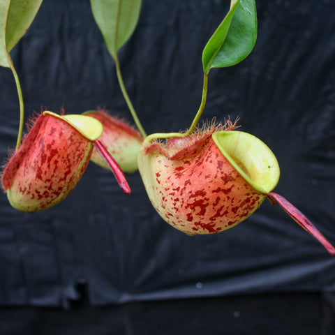 Nepenthes ampullaria Lime Twist with hanging red speckled pitchers and lime yellow rims against a dark background.