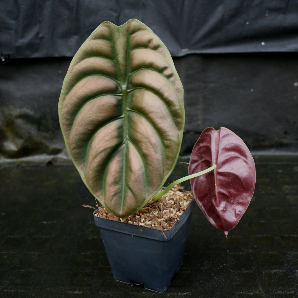 
                      
                        Alocasia cuprea 'Red Secret', Jewel Alocasia
                      
                    