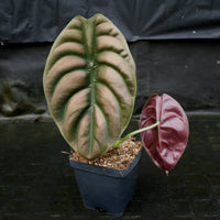 Alocasia cuprea 'Red Secret', Jewel Alocasia