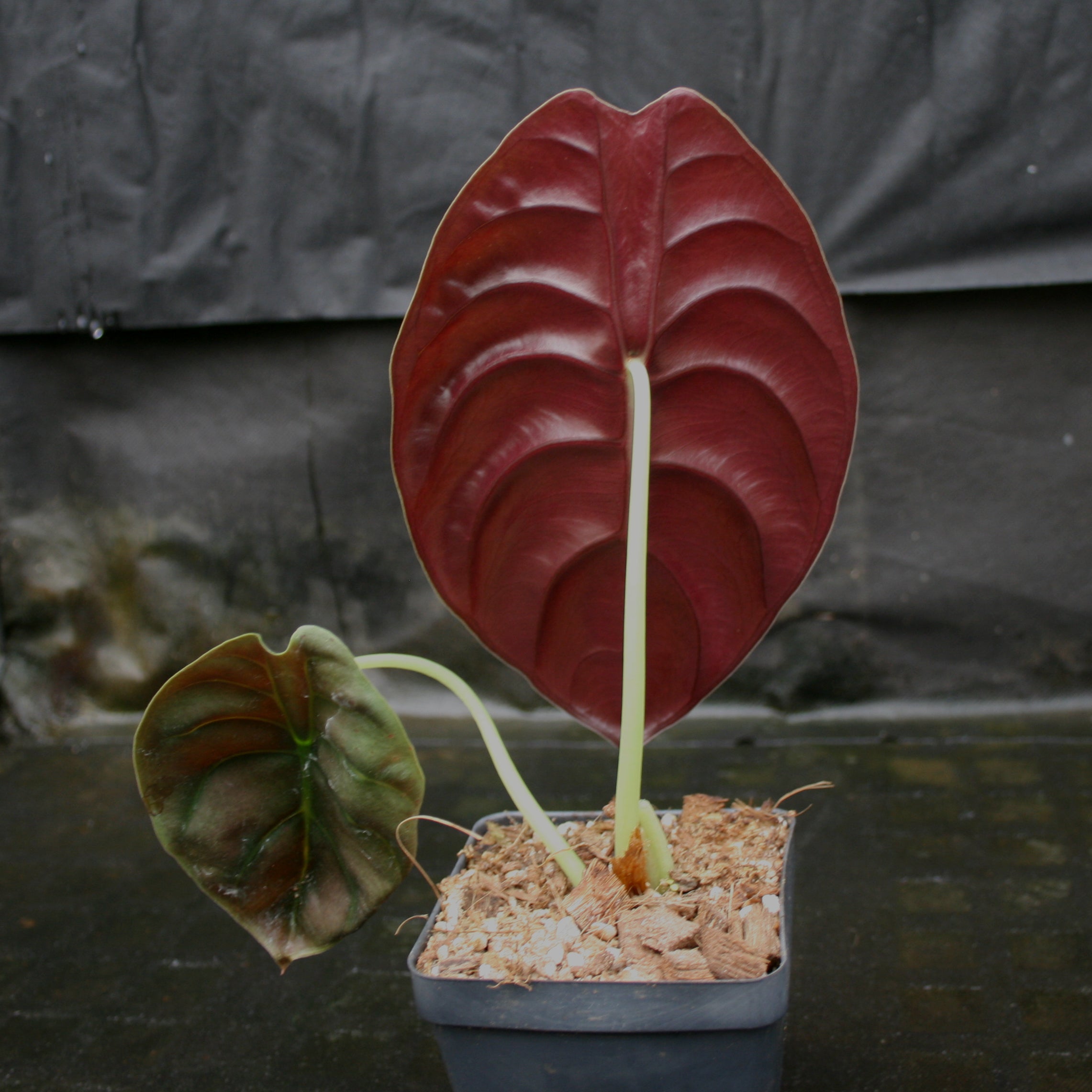 Alocasia cuprea 'Red Secret', Jewel Alocasia – Carnivero
