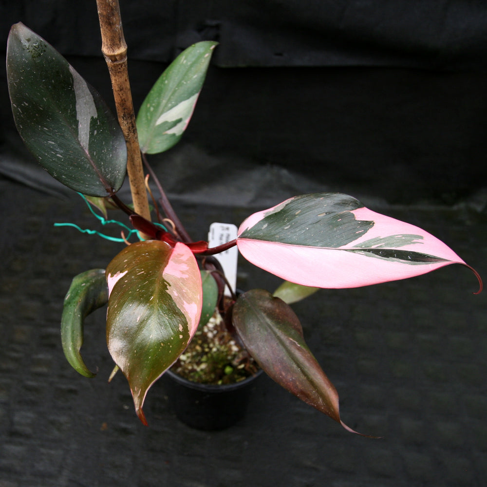 
                      
                        Philodendron 'Pink Princess'
                      
                    
