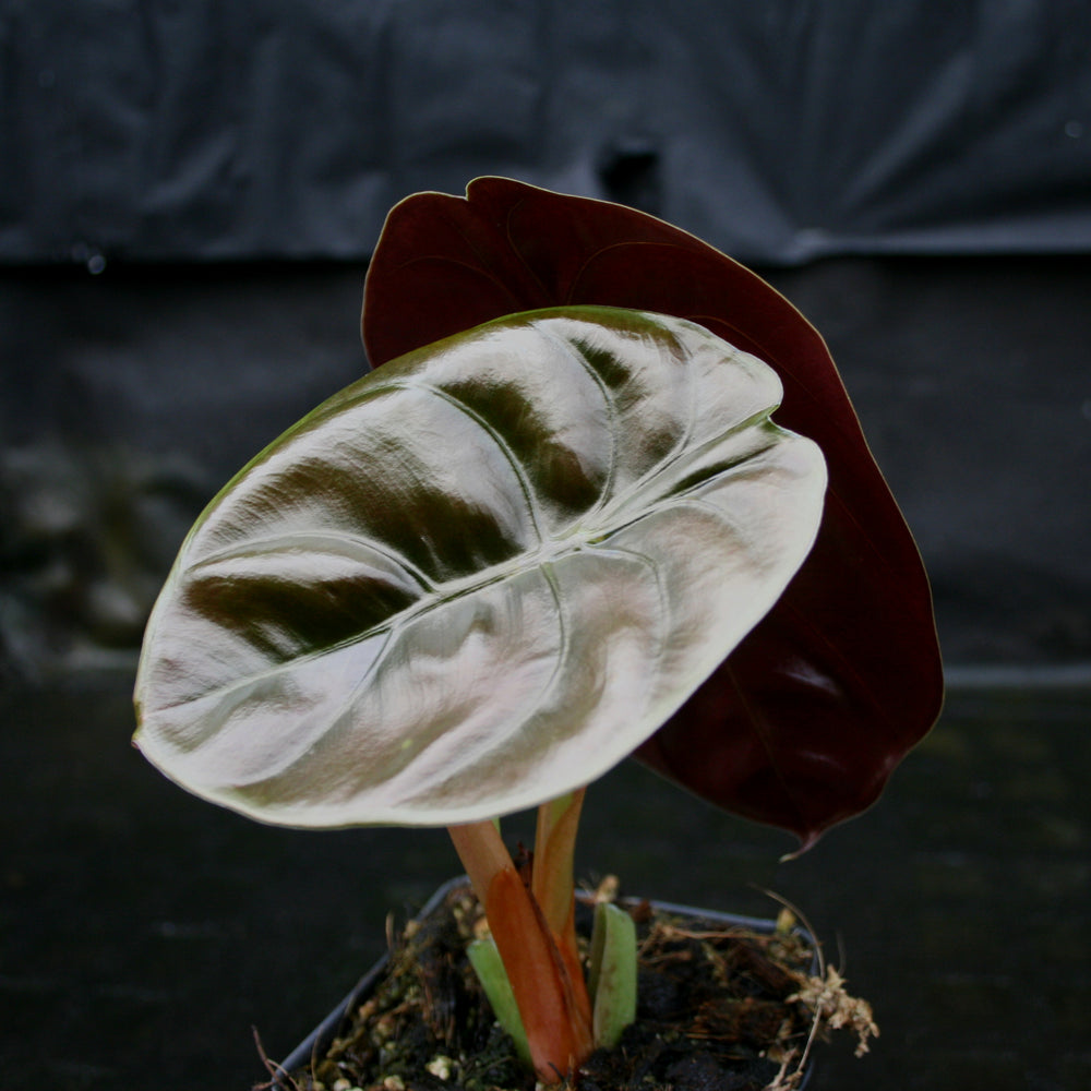 
                      
                        Alocasia cuprea 'Red Secret', Jewel Alocasia
                      
                    