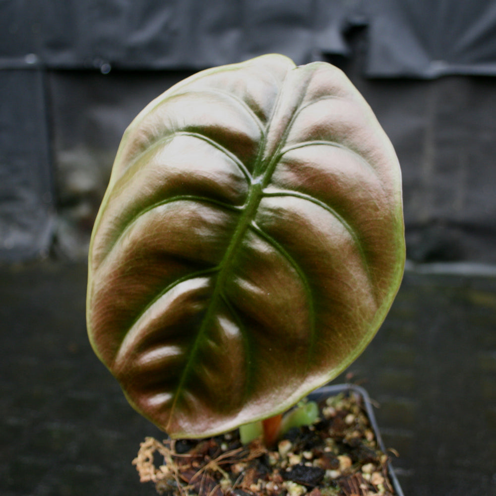 
                      
                        Alocasia cuprea 'Red Secret', Jewel Alocasia
                      
                    