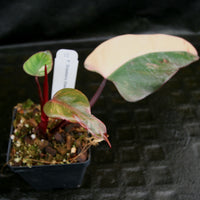 Philodendron Strawberry Shake - Exact Plant