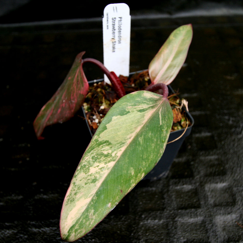 
                      
                        Philodendron Strawberry Shake - Exact Plant
                      
                    