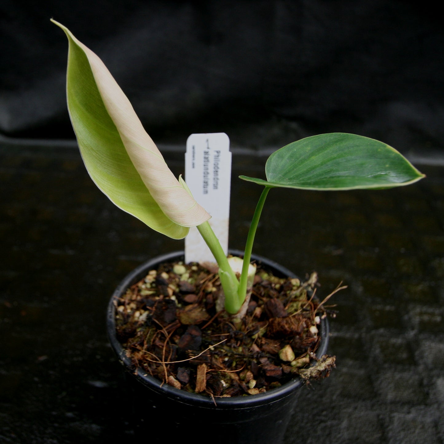 philodendron alati undulatum Philodendron alatiundulatum – Carnivero