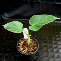 Philodendron alatiundulatum