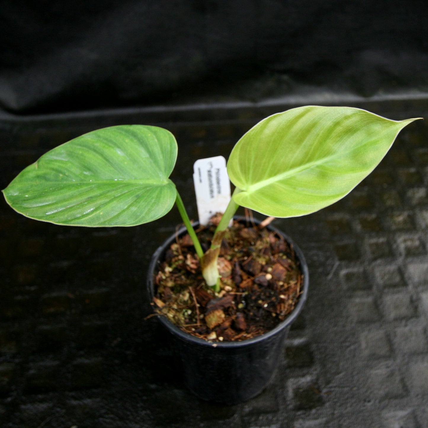 philodendron alati undulatum Philodendron alatiundulatum – Carnivero