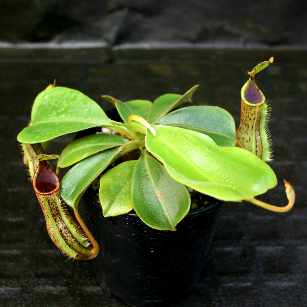 
                      
                        Nepenthes (truncata x campanulata) x platychila "white" , CAR-0090 pitcher plant, carnivorous plant, collectors plant, large pitchers, rare plants
                      
                    