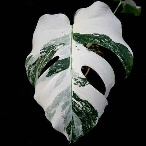 Monstera deliciosa var borsigiana albo variegata leaf with white and green variegation against a dark background