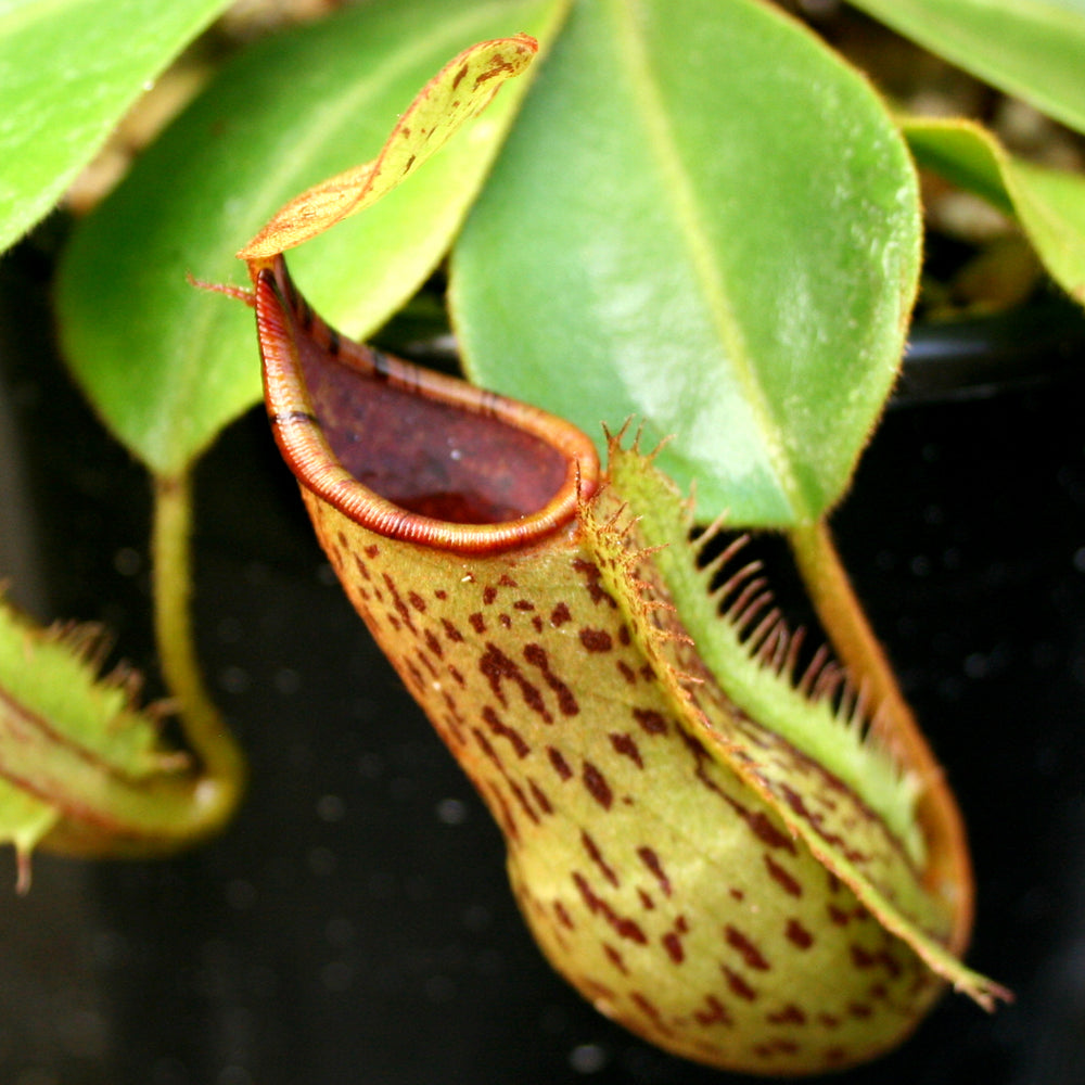 
                      
                        Nepenthes (truncata x campanulata) x platychila "white" , CAR-0090 pitcher plant, carnivorous plant, collectors plant, large pitchers, rare plants
                      
                    