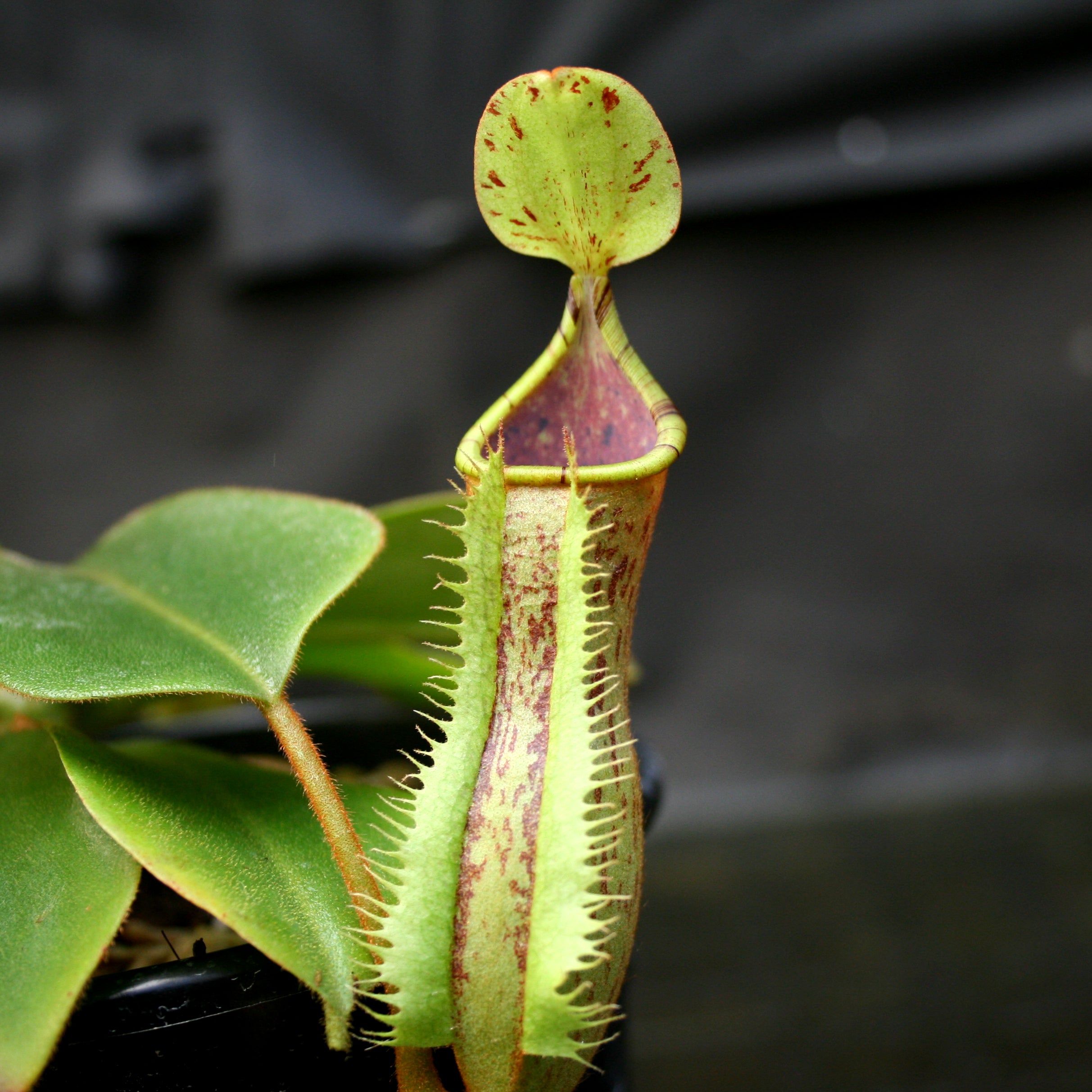 Nepenthes (truncata x campanulata) x platychila 