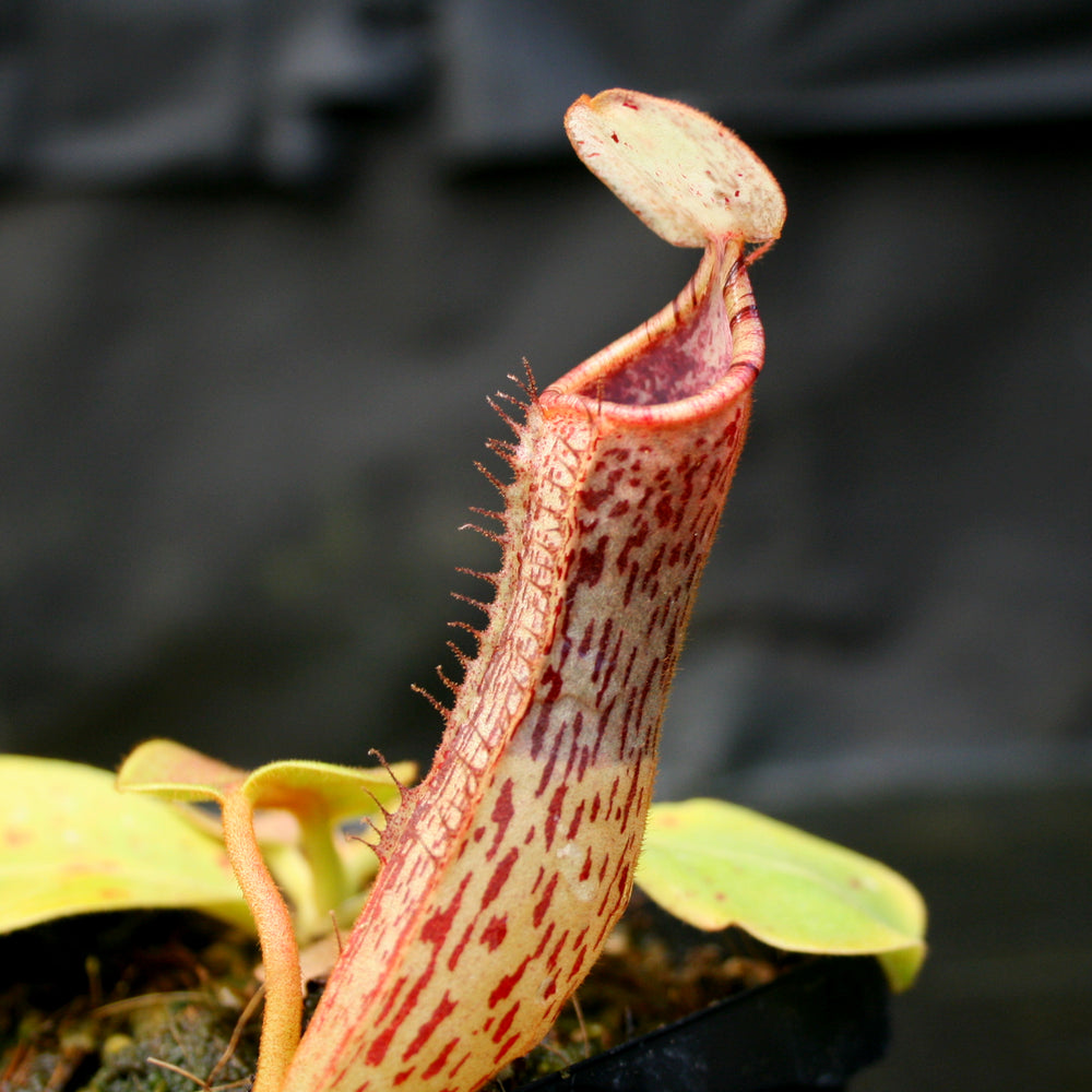 
                      
                        Nepenthes (truncata x campanulata) x platychila "white" , CAR-0090 pitcher plant, carnivorous plant, collectors plant, large pitchers, rare plants
                      
                    