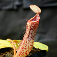 Nepenthes (truncata x campanulata) x platychila "white" , CAR-0090 pitcher plant, carnivorous plant, collectors plant, large pitchers, rare plants