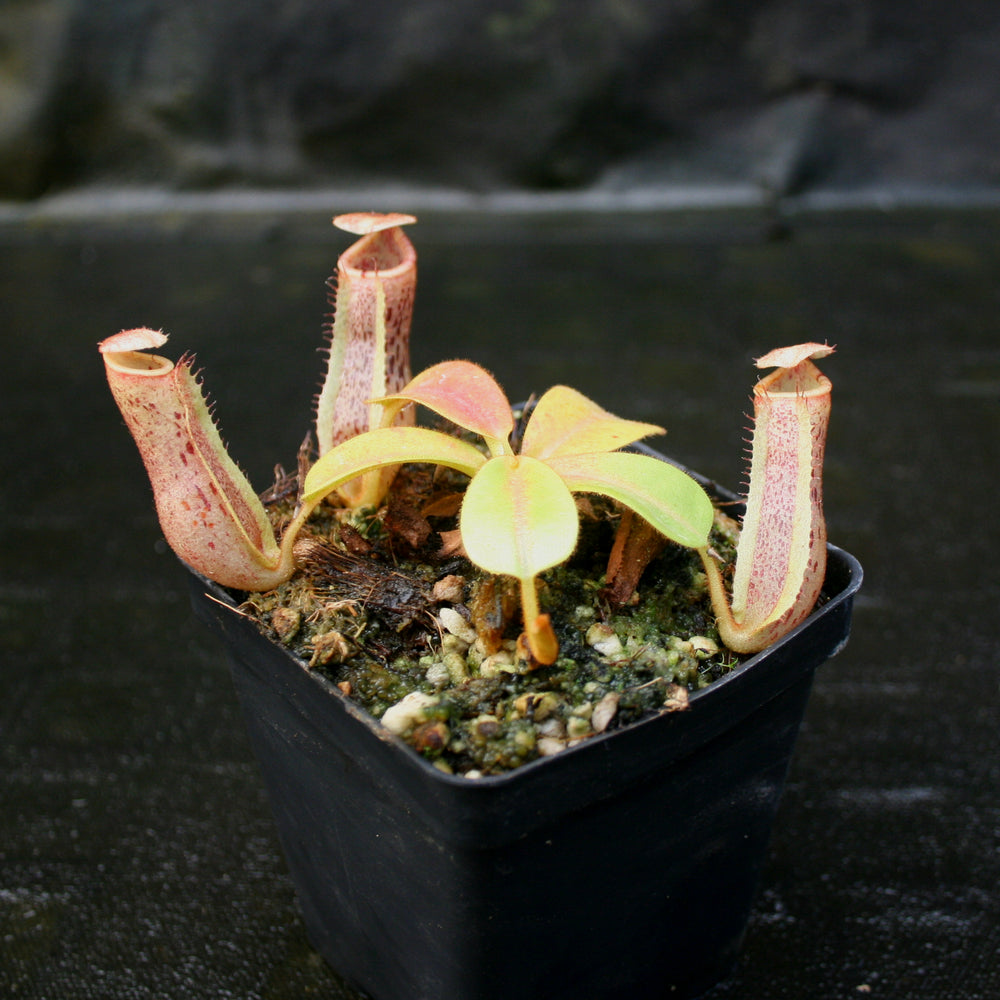 
                      
                        Nepenthes (truncata x campanulata) x platychila "white" , CAR-0090 pitcher plant, carnivorous plant, collectors plant, large pitchers, rare plants
                      
                    
