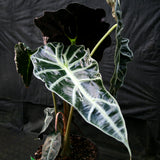 Alocasia 'Mandalay', African Mask plant