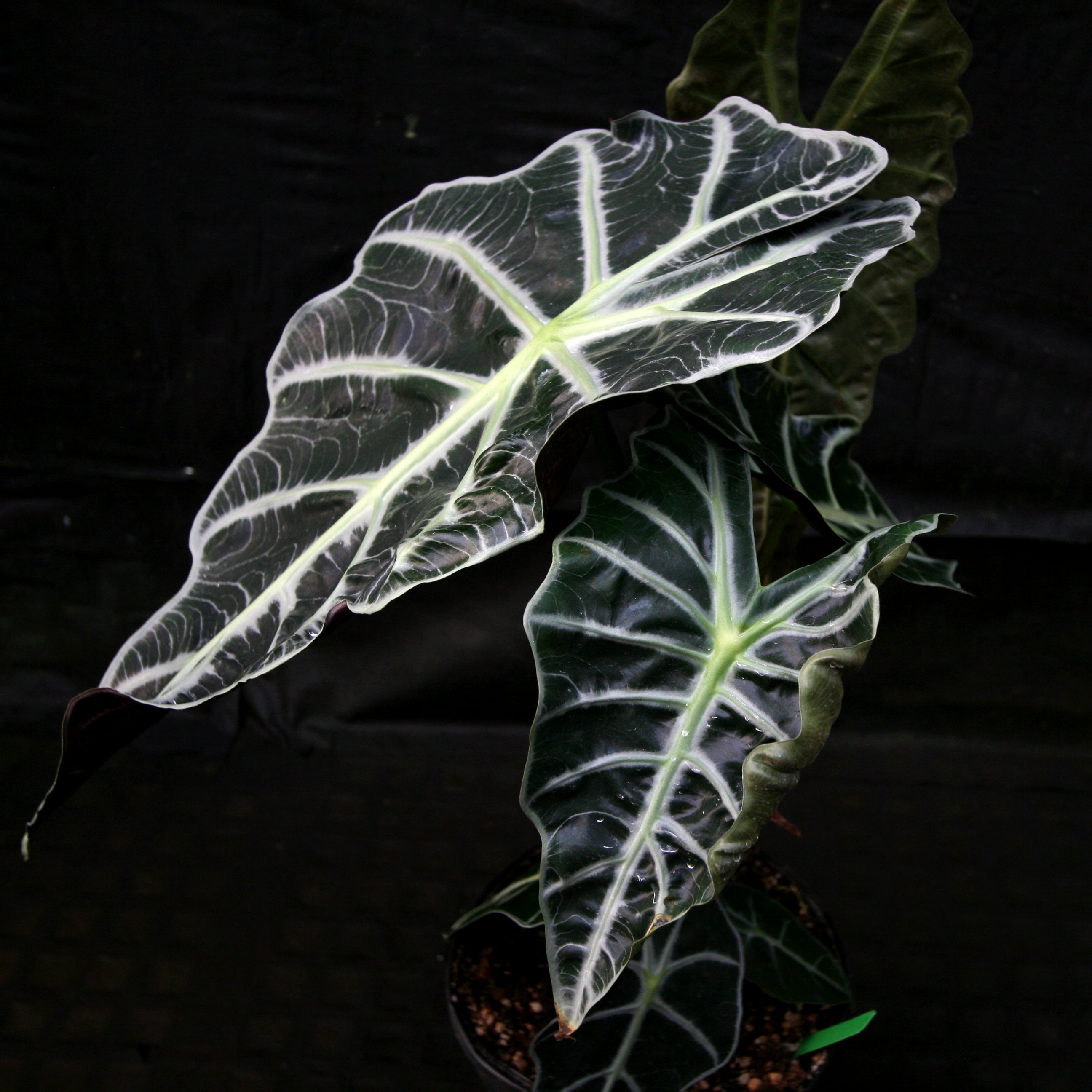 Alocasia 'Mandalay', African Mask plant – Carnivero