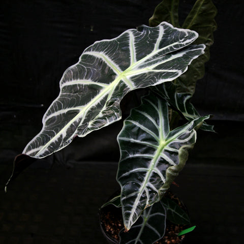 Alocasia Mandalay African Mask plant with a large dark green leaf and bright white veins against a dark backdrop