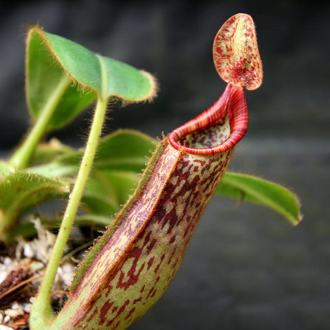 Nepenthes glandulifera x mollis pitcher plant with a red mottled pitcher and green leaves