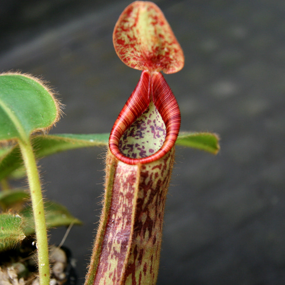 
                      
                        Nepenthes glandulifera x mollis
                      
                    
