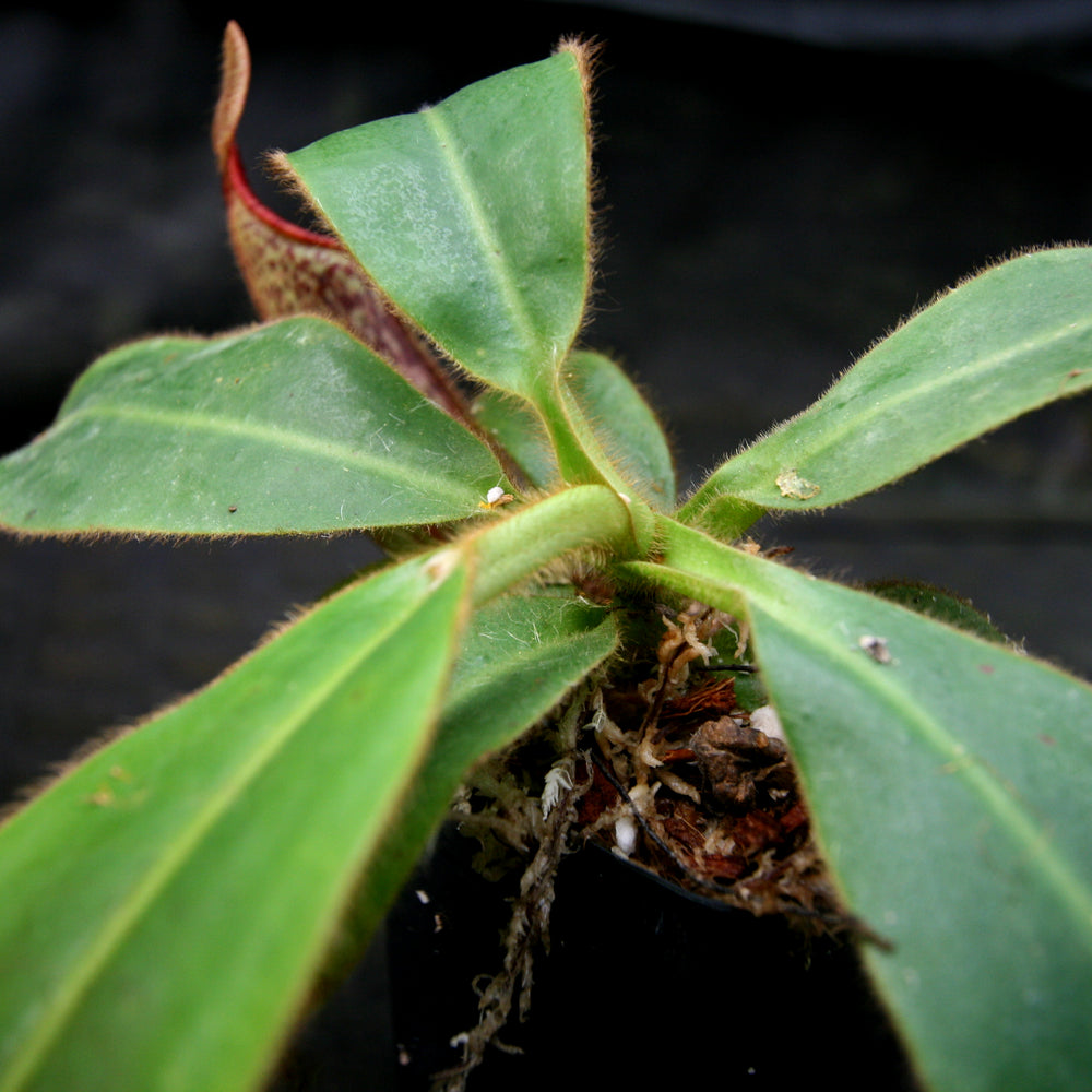
                      
                        Nepenthes glandulifera x mollis
                      
                    