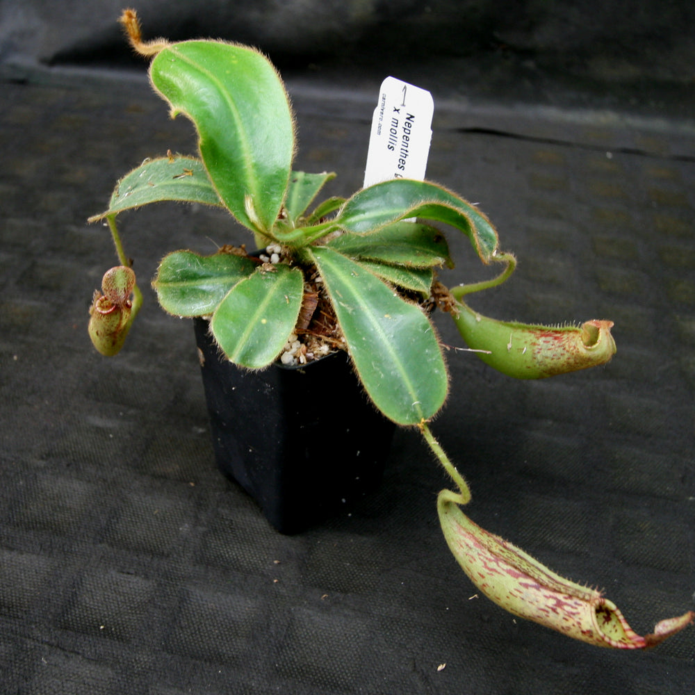
                      
                        Nepenthes glandulifera x mollis
                      
                    