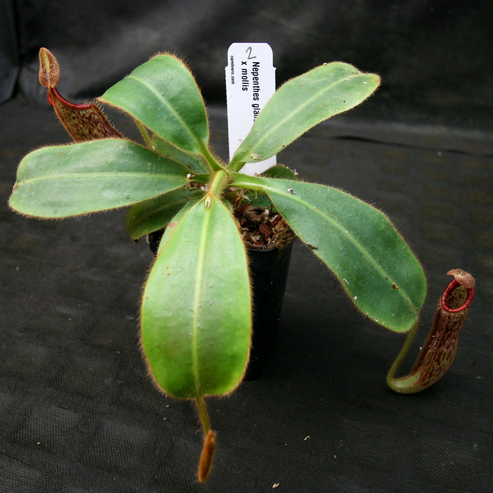 
                      
                        Nepenthes glandulifera x mollis
                      
                    