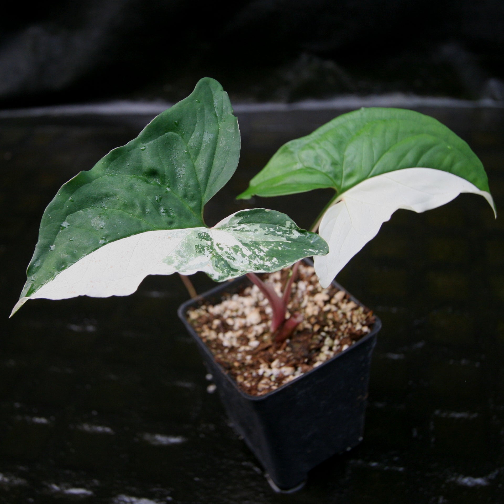 Syngonium albo variegated – Carnivero