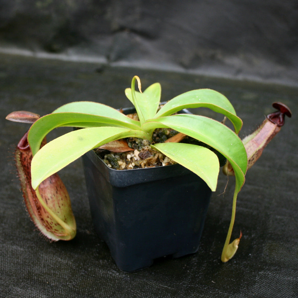 
                      
                        Nepenthes (spathulata x spectabilis) "BE Best" x [(spathulata x aristolochioides) x lowii], CAR-0116, pitcher plant, carnivorous plant, collectors plant, large pitchers, rare plants
                      
                    