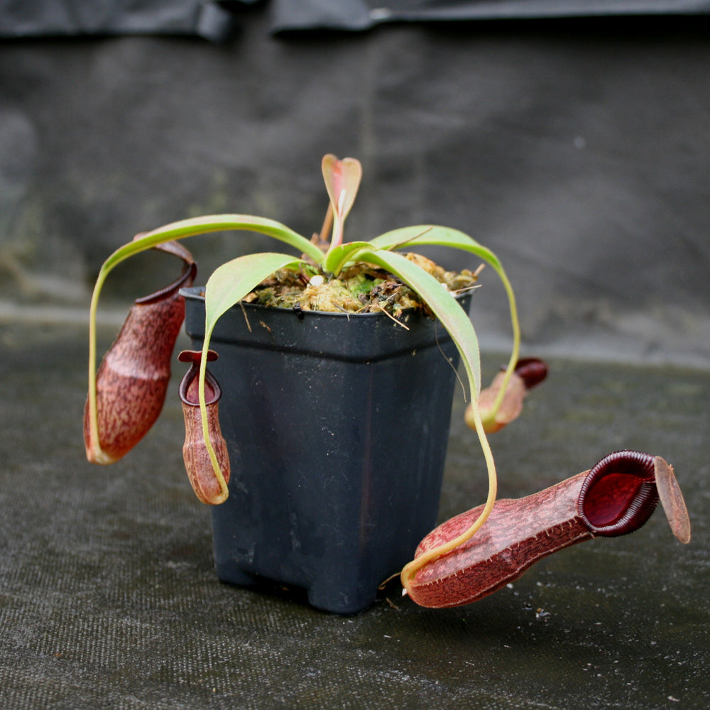 
                      
                        Nepenthes (spathulata x spectabilis) "BE Best" x [(spathulata x aristolochioides) x lowii], CAR-0116, pitcher plant, carnivorous plant, collectors plant, large pitchers, rare plants
                      
                    