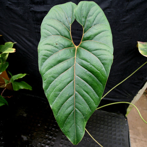 Large glossy Anthurium sp section polyphillium leaf with bold pale veins against a dark background.