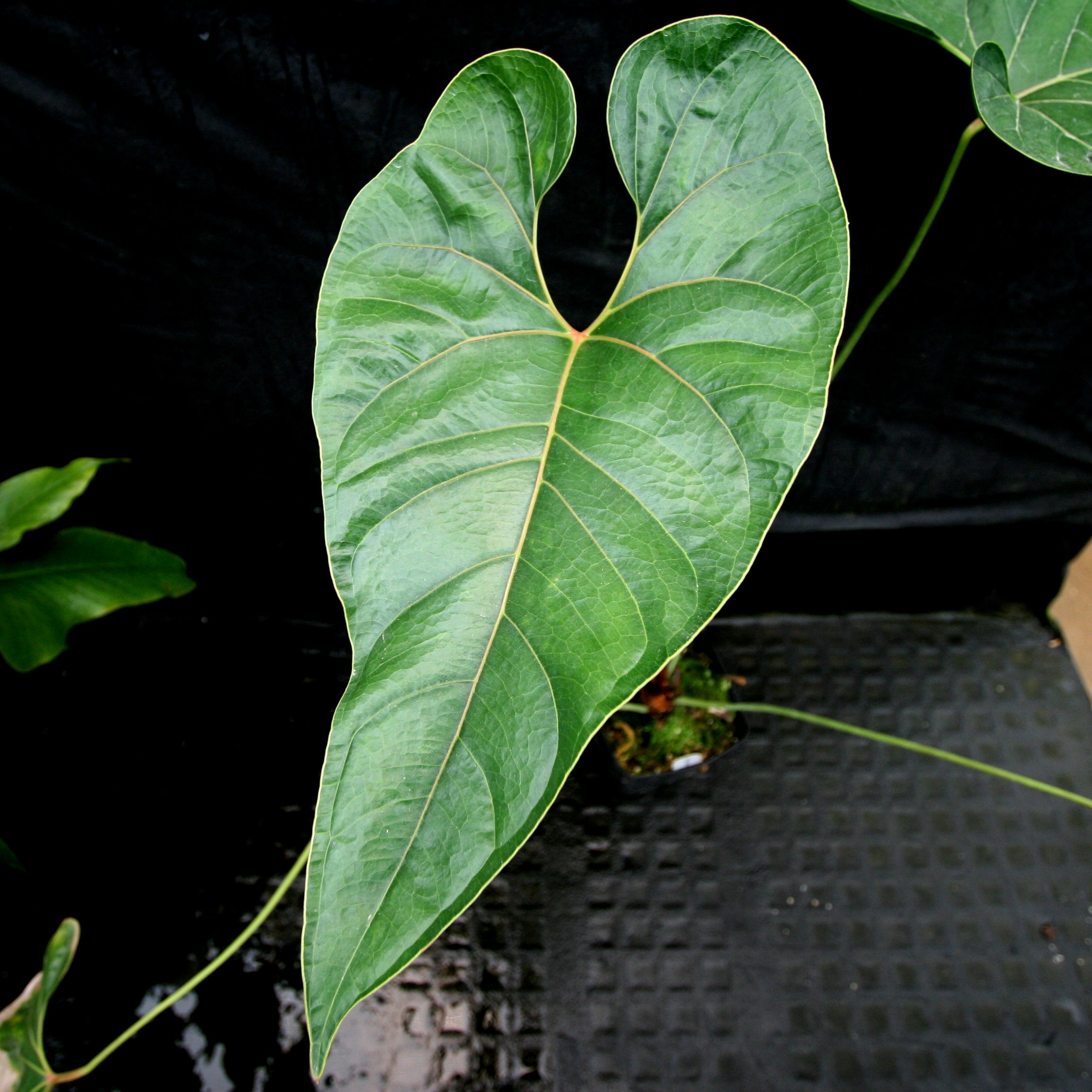Anthurium sp. section polyphillium – Carnivero