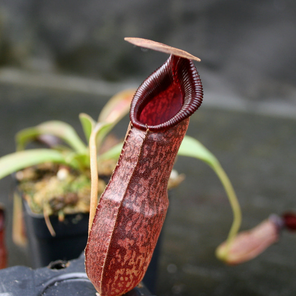 
                      
                        Nepenthes (spathulata x spectabilis) "BE Best" x [(spathulata x aristolochioides) x lowii], CAR-0116, pitcher plant, carnivorous plant, collectors plant, large pitchers, rare plants
                      
                    