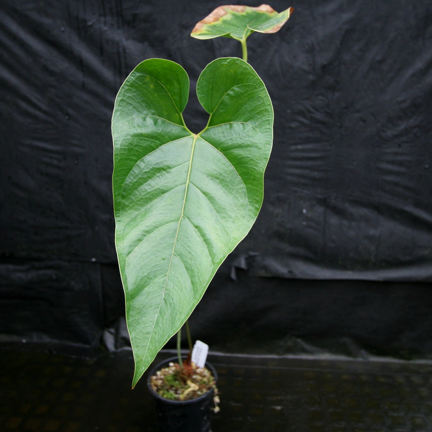 anthurium sections Anthurium sp. section polyphillium – Carnivero