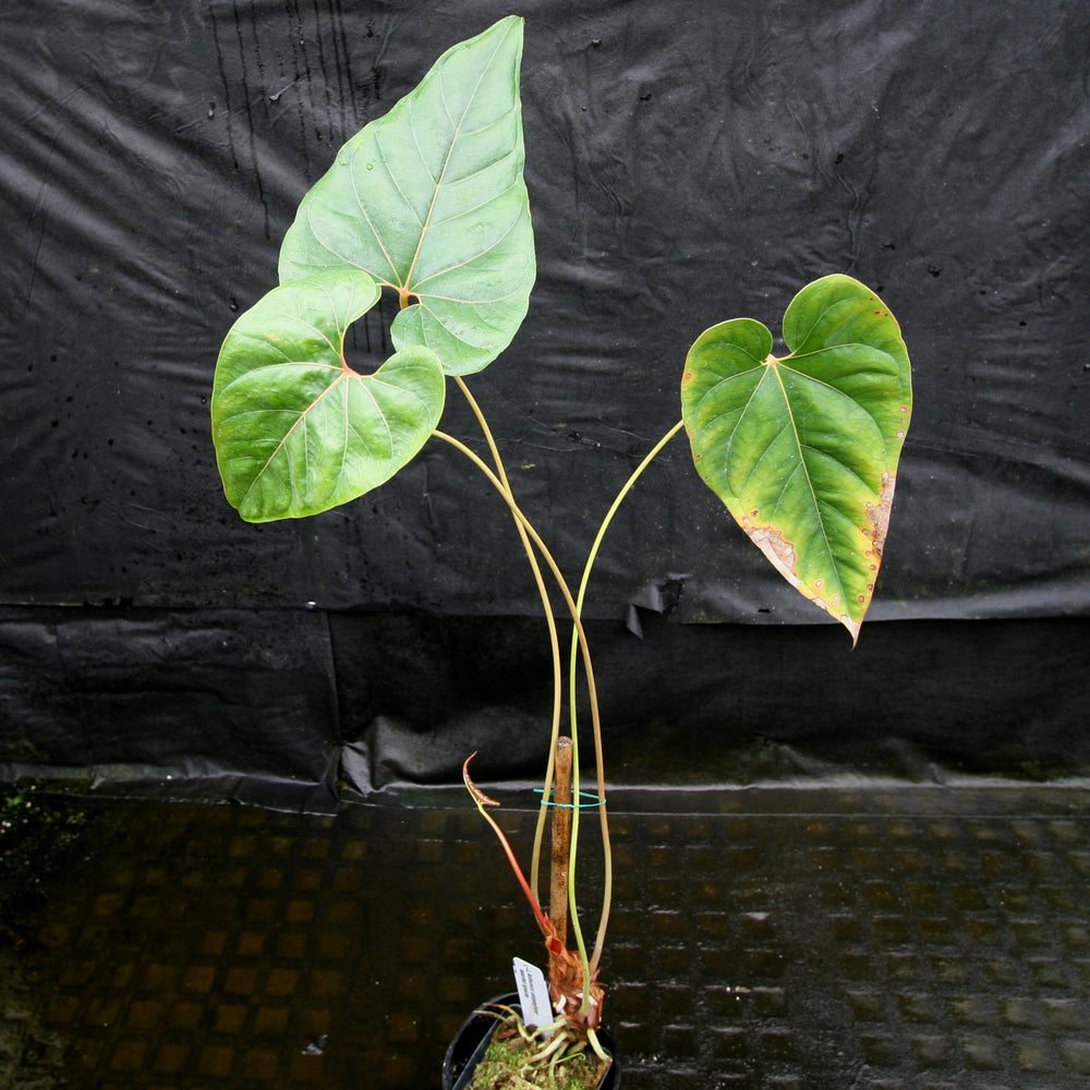
                      
                        Anthurium sp. section polyphillium
                      
                    