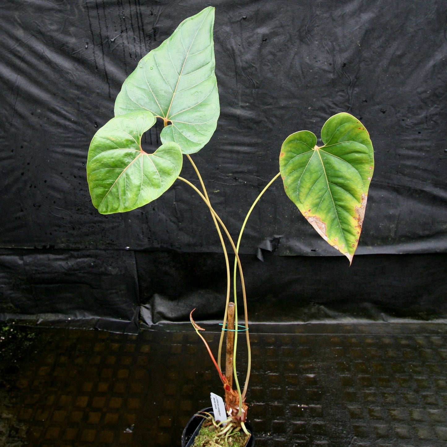 anthurium sections Anthurium sp. section polyphillium – Carnivero