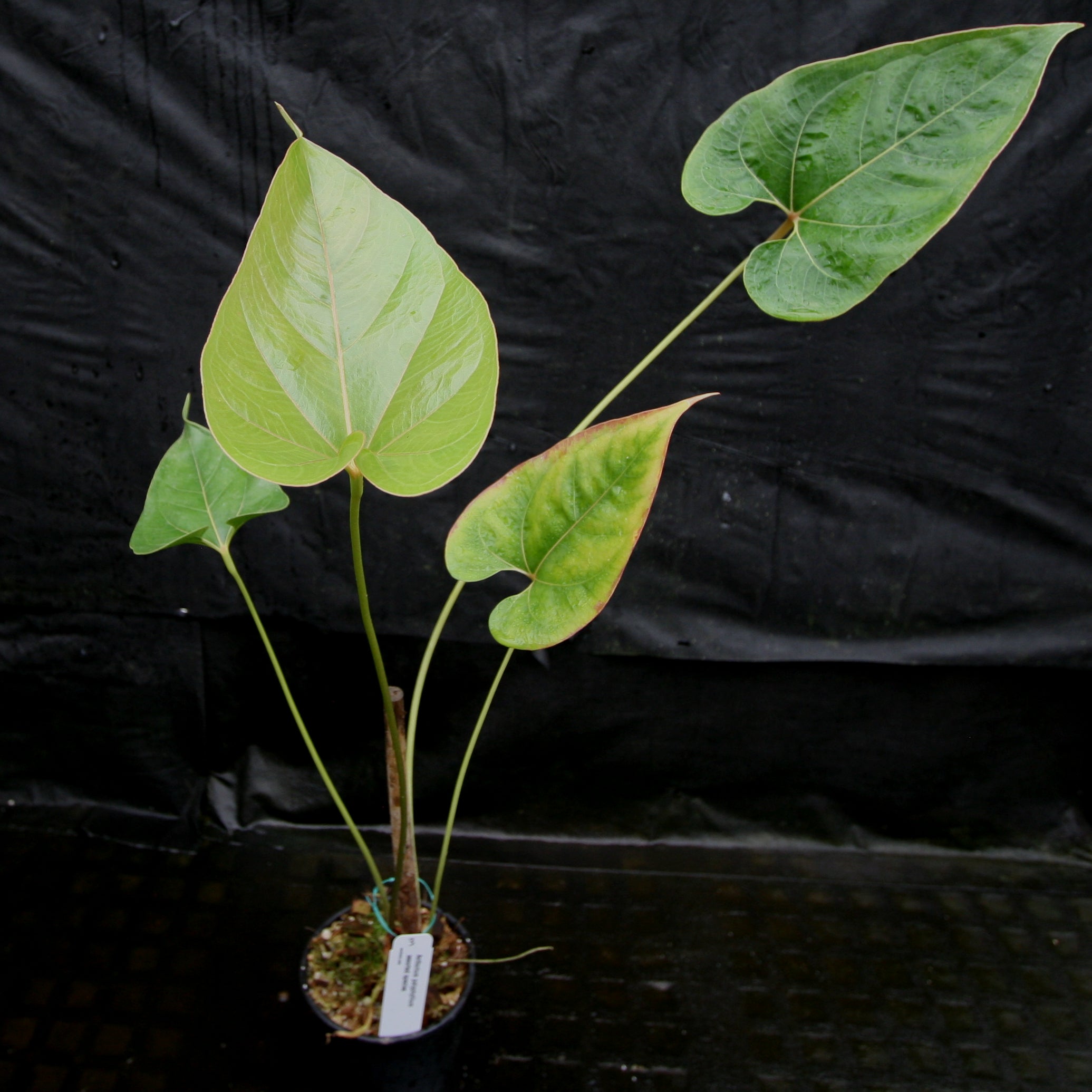 Anthurium sp. section polyphillium – Carnivero