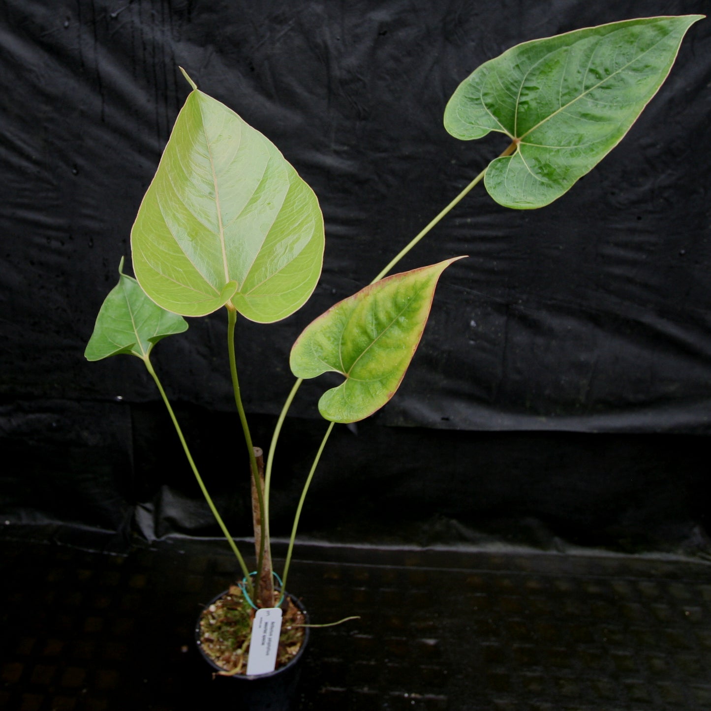 anthurium ivanportillae Anthurium sp. section polyphillium – Carnivero
